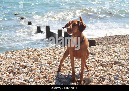 Hund auf einem Kieselstrand Stockfoto