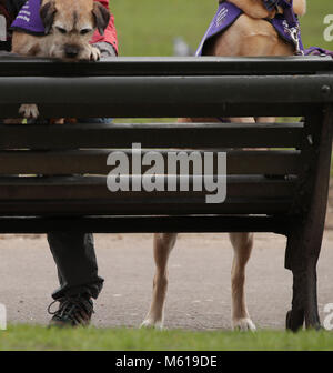 Vanessa Holbrow, 47, von Burnham-on-Sea in Somerset, mit ihren Border Terrier Sir Jack Spratticus (links) und Labrador/Golden Retriever kreuz Griffin von Clare Syvertsen, 29 besessen, von notholt in London, während einen Fotoauftrag vom Kennel Club im Green Park, London, für die Finalisten für die Crufts dog Hero Wettbewerbs bekanntgeben, Freunde fürs Leben 2018. Stockfoto