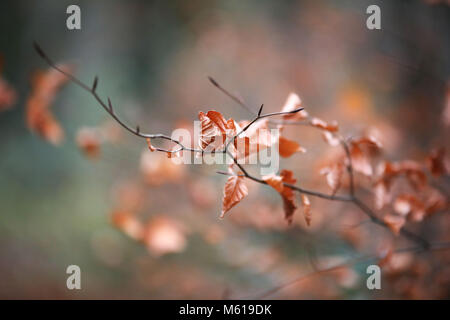 Blätter im Herbst Stockfoto