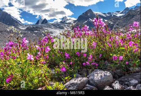 Hell-rosa Blüten von Willow - Tee (Ivan - Tee) und Kamille auf dem Hintergrund der Berge, Gletscher und Schnee an einem sonnigen Tag im Sommer Stockfoto