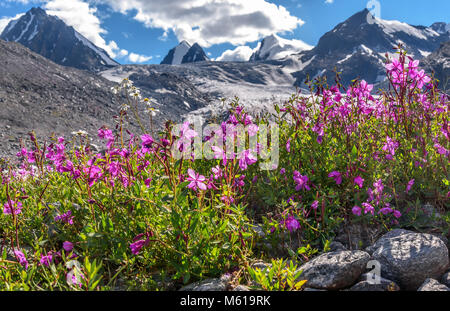 Hell-rosa Blüten von Willow - Tee (Ivan - Tee) und Kamille auf dem Hintergrund der Berge, Gletscher und Schnee an einem sonnigen Tag im Sommer Stockfoto