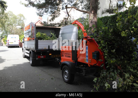 Zweigniederlassungen von einer Buche, zerrissen von einem Timberwolf 230 DHB wood chipper Stockfoto