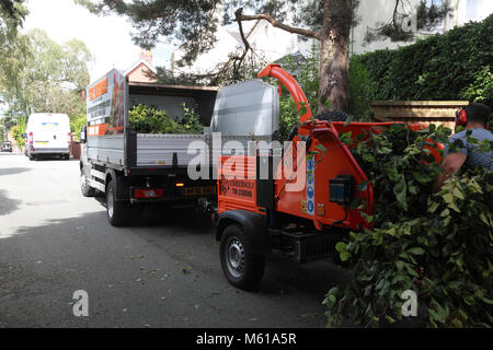 Zweigniederlassungen von einer Buche, zerrissen von einem Timberwolf 230 DHB wood chipper Stockfoto