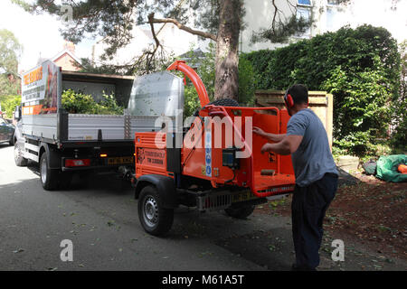 Zweigniederlassungen von einer Buche, zerrissen von einem Timberwolf 230 DHB wood chipper Stockfoto