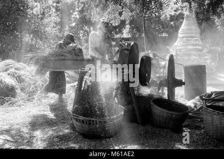 BAGAN, Myanmar, Januar 2018: Erntezeit in Bagan, Myanmar Stockfoto