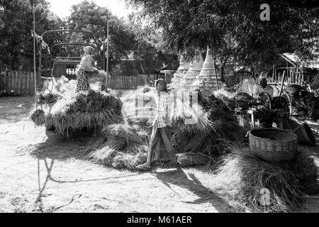 BAGAN, Myanmar, Januar 2018: Erntezeit in Bagan, Myanmar Stockfoto