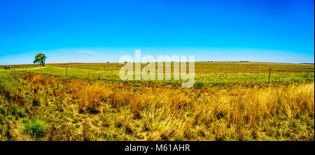 Die weite, offene Ackerland entlang der R39 in den Vaal River Region im Süden der Provinz Mpumalanga in Südafrika Stockfoto