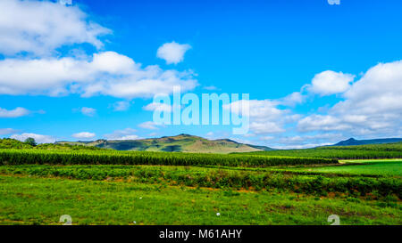 Die highveld mit seinen vielen Pine Tree Plantagen entlang der Autobahn A 358 zwischen Hazyview und Witriver in der Provinz Mpumalanga in Südafrika Stockfoto