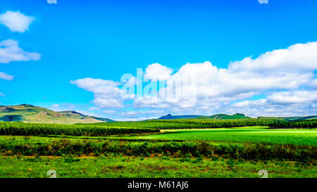 Die highveld mit seinen vielen Pine Tree Plantagen entlang der Autobahn A 358 zwischen Hazyview und Witriver in der Provinz Mpumalanga in Südafrika Stockfoto