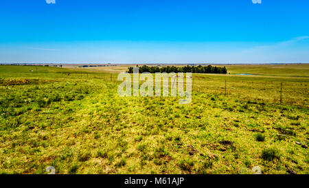 Die weite, offene Ackerland entlang der R39 in den Vaal River Region im Süden der Provinz Mpumalanga in Südafrika Stockfoto