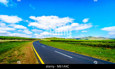 Scenic Highway R538 durch das highveld mit seinen vielen Pine Tree Plantagen zwischen Hazyview und Witriver in der Provinz Mpumalanga in Süd Afri Stockfoto