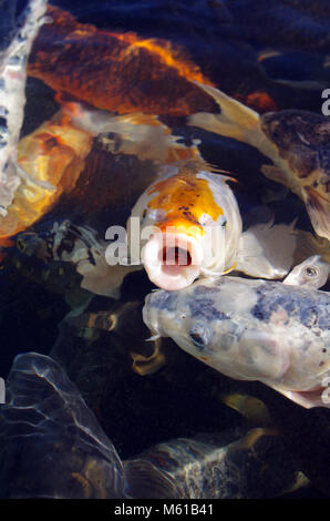 Koi Fisch ist das Symbol für Glück und Wohlstand in Japan Stockfoto