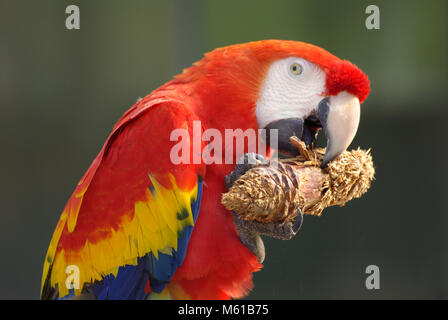 Hellroten Aras Stockfoto