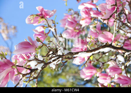 Magnolia Blumen mit Schnee bedeckt Stockfoto