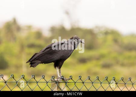 König Geier auf Zaun, unscharfen Hintergrund, Rio de Janeiro, Brasilien Stockfoto