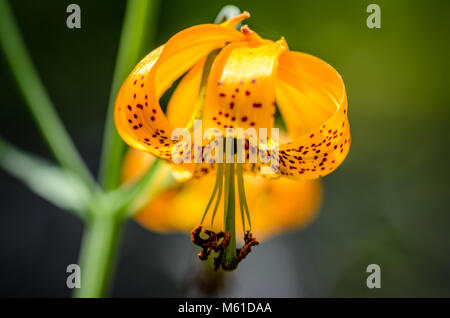 Wilde Tiger Lily Stockfoto