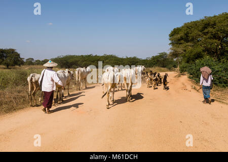 Bagan, Myanmar, 28. Dezember 2017: Eine Kuh und Herde von Ziegen sind durch zwei Frauen Bauern auf einer staubigen Landstraße begleitet Stockfoto