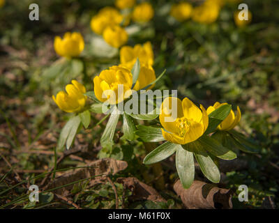 Eine Gruppe von Eranthis hyemalis (Wintelring) im frühen Frühjahr Stockfoto