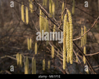 Ein blühender Strauch haselnuss (Corylus avellana) im späten Winter Stockfoto