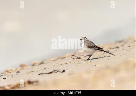 Eine junge bachstelze am Strand, Normandie Frankreich Stockfoto