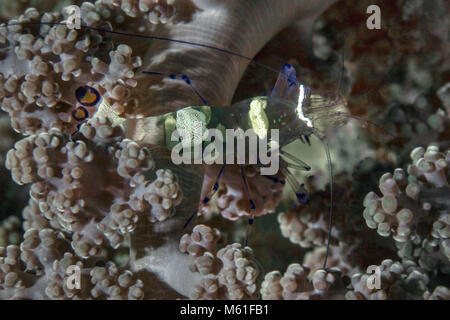 Glas Anemone Shrimp (Periclimenes brevicarpalis) in der Anemone in der Nähe Panglao Island, Philippinen Stockfoto