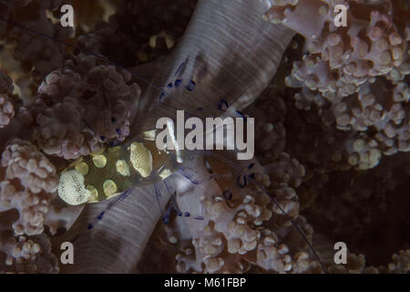 Glas Anemone Shrimp (Periclimenes brevicarpalis) in der Anemone in der Nähe Panglao Island, Philippinen Stockfoto