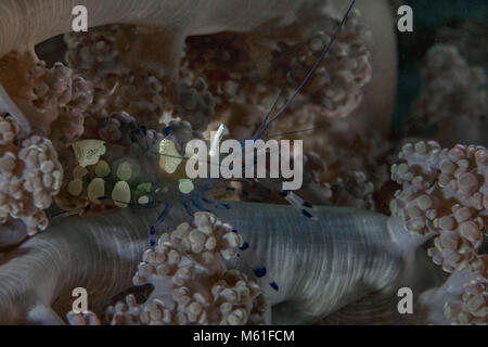 Glas Anemone Shrimp (Periclimenes brevicarpalis) in der Anemone in der Nähe Panglao Island, Philippinen Stockfoto