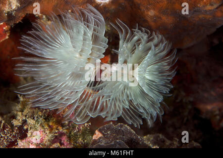 Herrliche Staubwedel Worm (Protula magnifica) in der Nähe Panglao Island, Philippinen Stockfoto