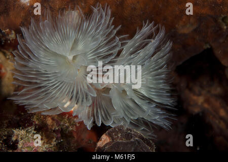 Herrliche Staubwedel Worm (Protula magnifica) in der Nähe Panglao Island, Philippinen Stockfoto