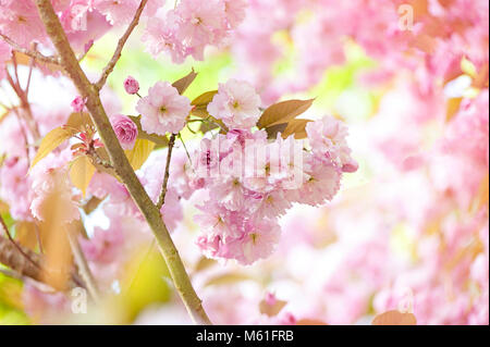 Japanese flowering cherry tree' Prunus Accolade' Flauschig Rosa Blüte Stockfoto