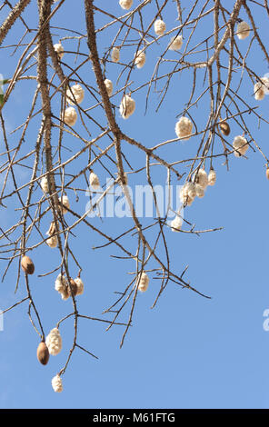 Kapok (Ceiba pentandra) Samenkapseln und Ihren flauschigen Inhalte auf einen kleinen Baum in der trockenen Wald auf San Cristobal. Puerto Baquerizo Moreno, San Cristoba Stockfoto