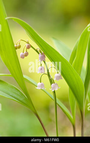 Nahaufnahme der Feder Blüte rosa Lilie des Tales Blume auch als Convallaria majalis 'Rosea' bekannt Stockfoto