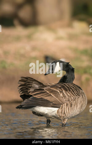 Kanadagans, Branta canadensis, Putzende Federn, früher Frühling in den Untiefen eines Somerset Lake. Stockfoto