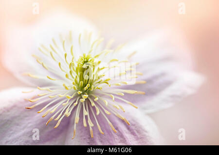 Nah-, Makro Abbild eines einzigen rosa Clematis 'Mayleen' Sommer Blume Stockfoto