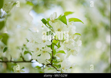 Nahaufnahme der Feder, white Crab Apple Blossom Flowers Stockfoto