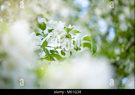 Nahaufnahme der Feder, white Crab Apple Blossom Flowers Stockfoto