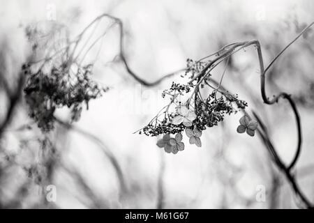 Schwarz-weiß-Bild einer Hortensie seedhead/flowerhead mit verdrillten Stiele Stockfoto
