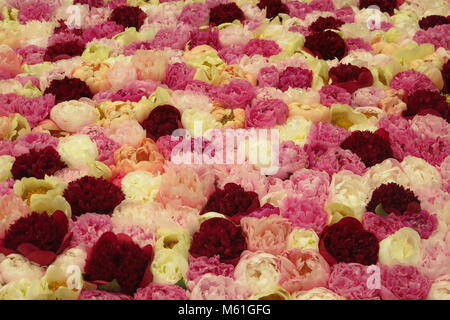 Ein dicht gepackten Anzeige der blowsy, wunderschöne Pfingstrosen in verschiedenen Schattierungen von rosa, Creme und hochrot im RHS Chelsea Flower Show 2017. Stockfoto