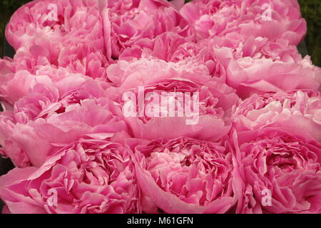 Ein Dutzend rosa Pfingstrosen in voller Blüte an der RHS Chelsea Flower Show, Mai 2017 Stockfoto