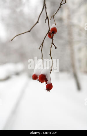 Red hawthorn Beeren sind mit Schnee bedeckt. Wetter und Natur. Stockfoto