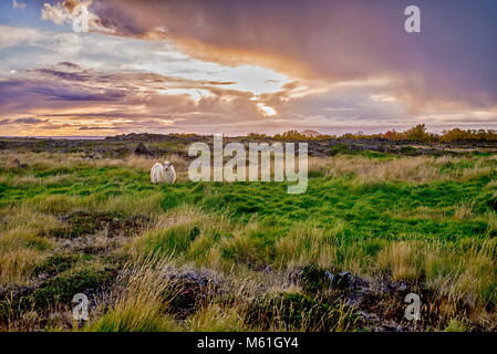 Weidende Schafe auf einem Feld in der Nähe von Mývatn im Herbst Stockfoto