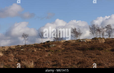 Blattlosen winter Hänge-birke (Betula pendula) Bäume wachsen unter den Toten Adlerfarn, Heidekraut und Gräser auf froggatt Kante. Froggatt, Derbyshire, UK. Stockfoto
