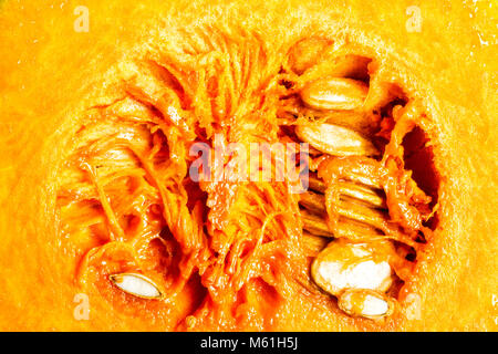 Butternut Squash Samen Querschnitt. Florianopolis, Santa Catarina, Brasilien. Stockfoto