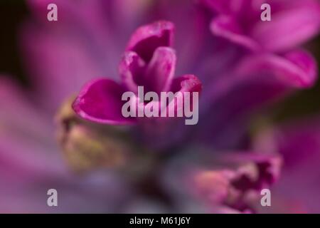 Blumen im Eden Project Stockfoto