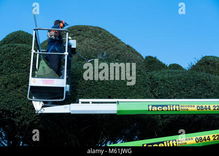 Trimmen hohen Sträucher auf einem Cherry Picker Stockfoto