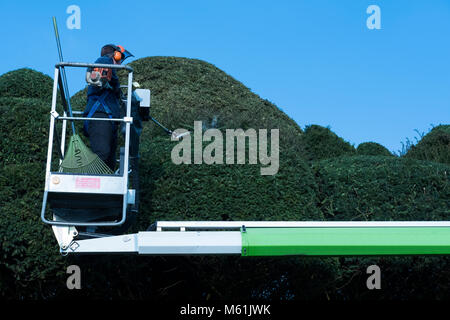 Trimmen hohen Sträucher auf einem Cherry Picker Stockfoto