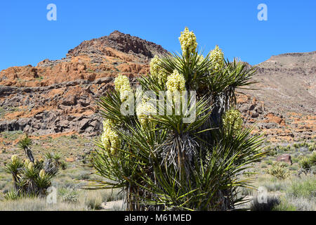 Joshua Tree in der Mojave Wüste in Kalifornien Stockfoto