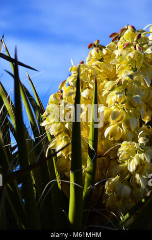 Joshua Tree Blüte in der Mojave Wüste in Kalifornien Stockfoto