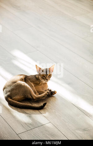 Katze Rasse Abessinier auf dem Boden liegend in der Sonne. Stockfoto