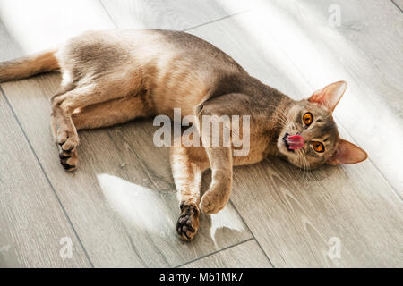 Katze Rasse Abessinier auf dem Boden liegend in der Sonne. Stockfoto